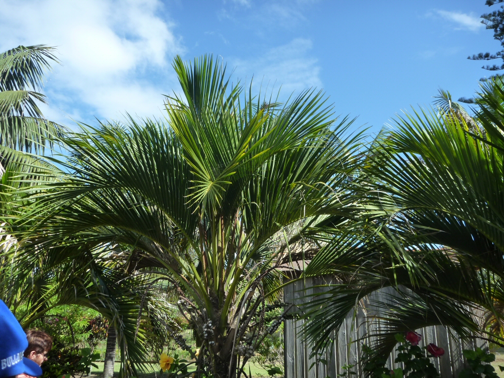 Howea forsteriana - Kentia palm