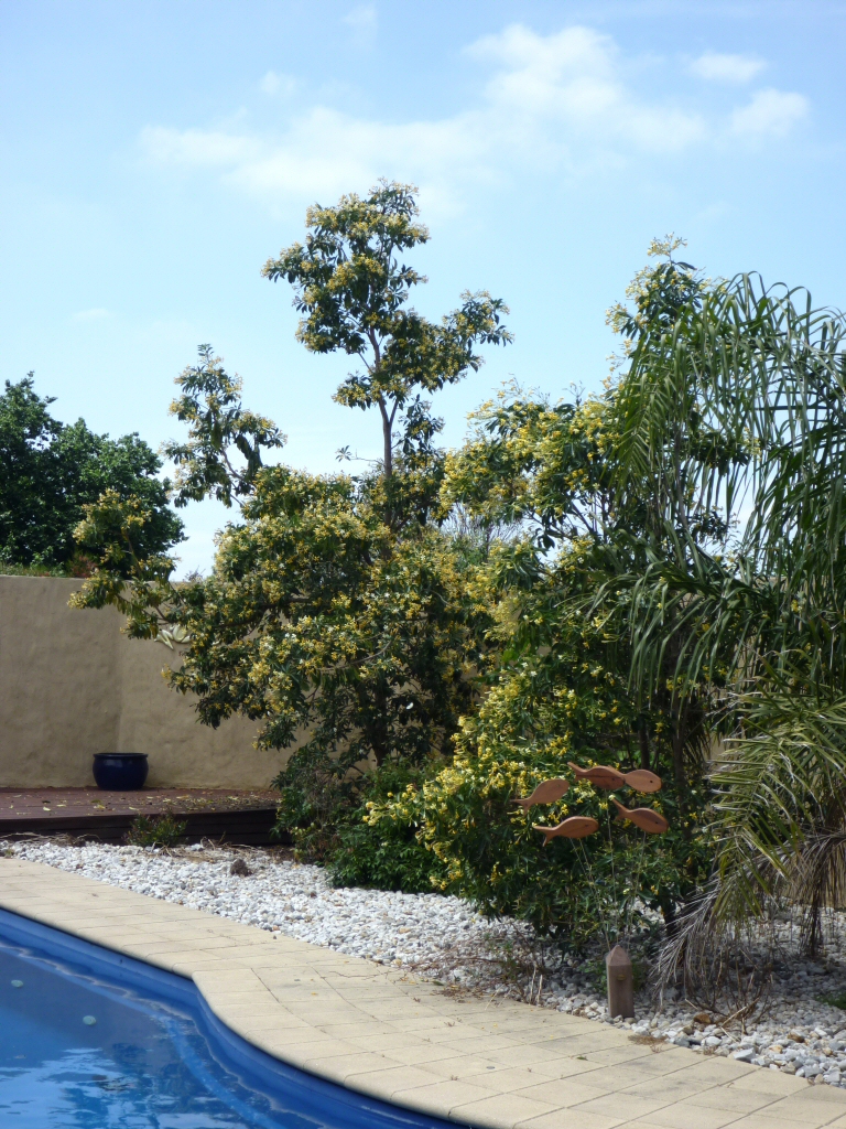 Hymenosporum flavum - native frangipani