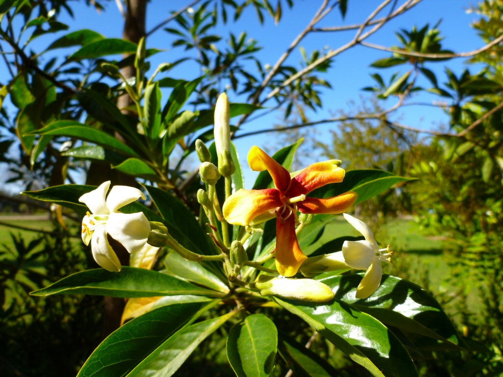 Hymenosporum flavum - native frangipani has sweet smelling flowers