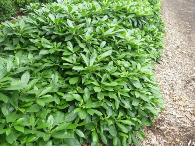 Hymenosporum flavum native frangipani 'Gold Nugget'