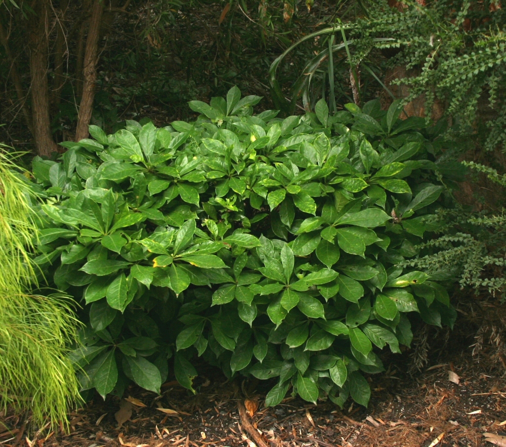 Hymenosporum flavum native frangipani 'Lushious'