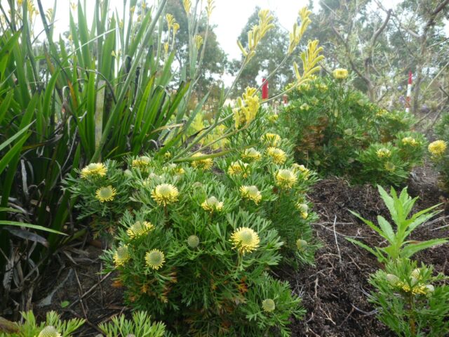 Isopgon anemonifolius drumsticks 'Woorikee 2000'