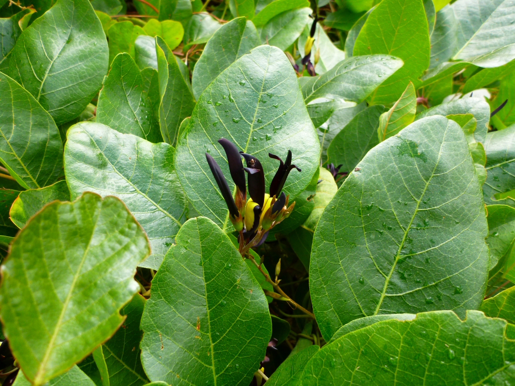 Kennedia nigricans - black kennedia