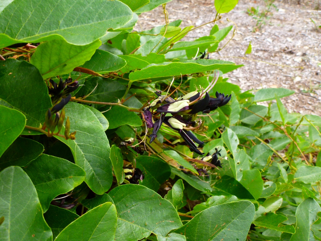 Kennedia nigricans - black kennedia