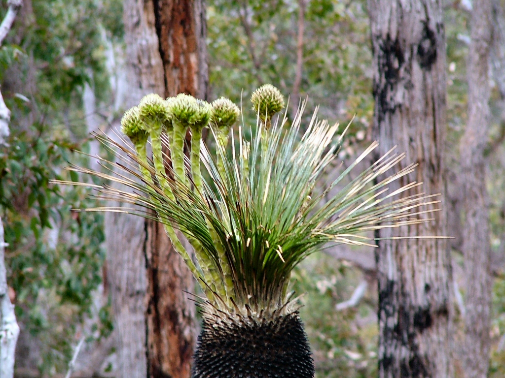 Kingia australis - bullanock