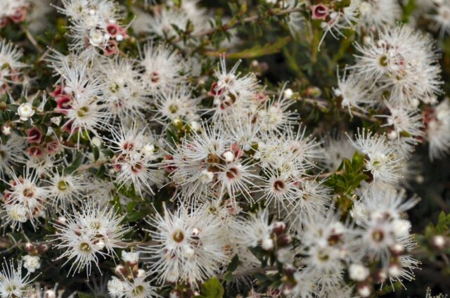 Kunzea ambigua prostrate - tick bush