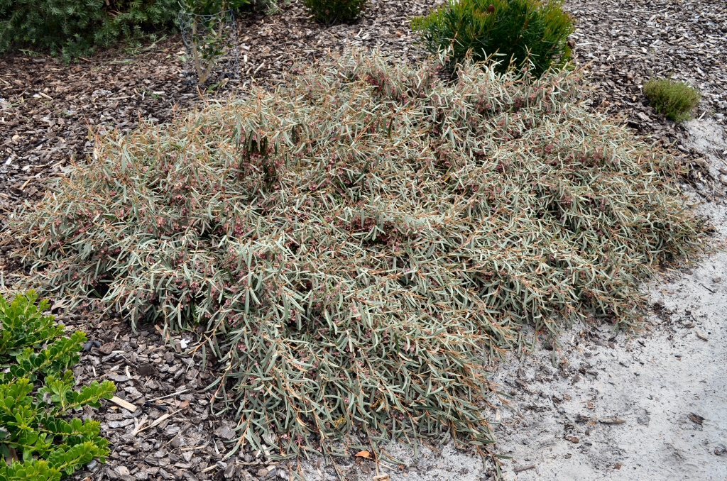 Lasiopetalum baueri prostrate - slender velvet bush