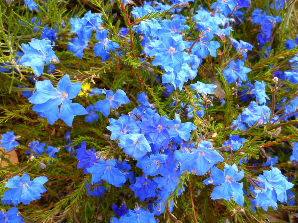 Lechenaultia biloba - blue lechenaultia
