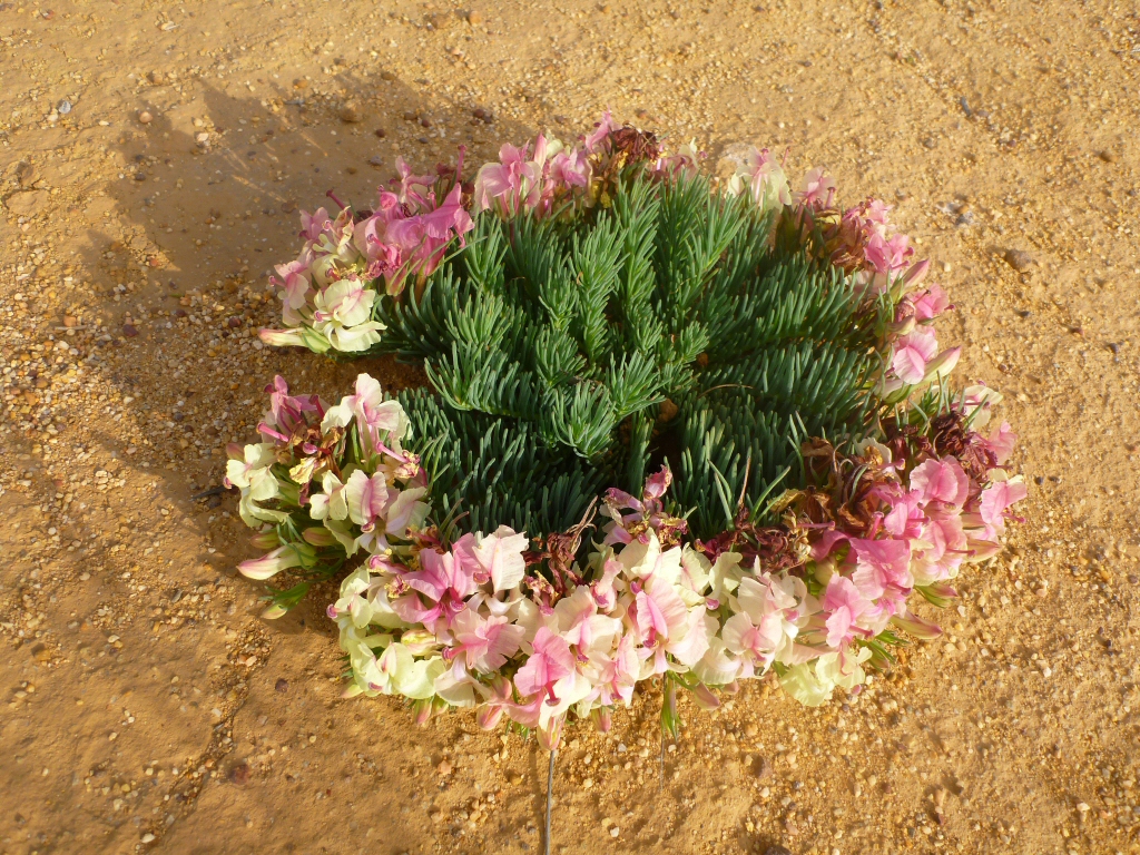 Lechenaultia macrantha - wreath lechenaultia