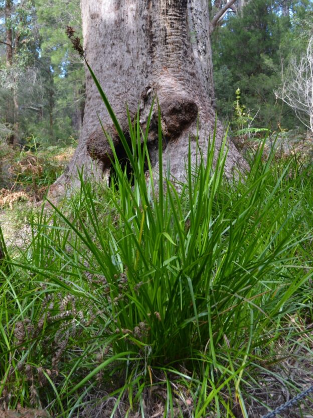 Lepidosperma effusum Sword Grass Gardening With Angus