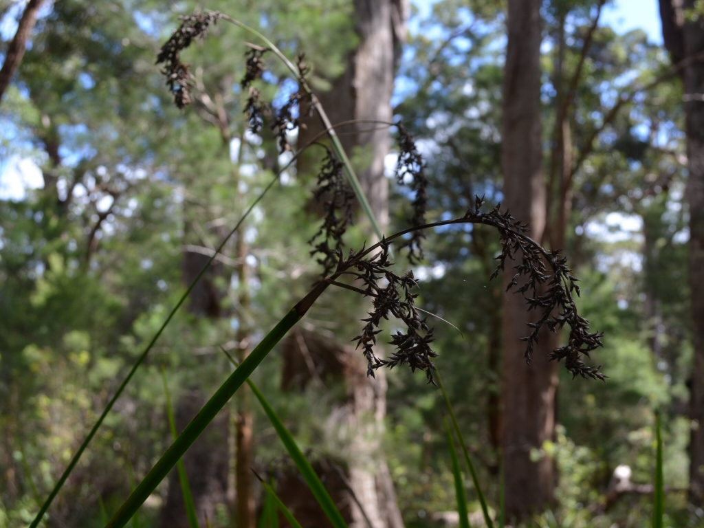 Lepidosperma effusum - sword grass