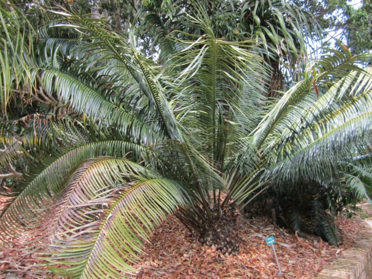 Lepidozamia peroffskyana – Cycad Palm | Gardening With Angus