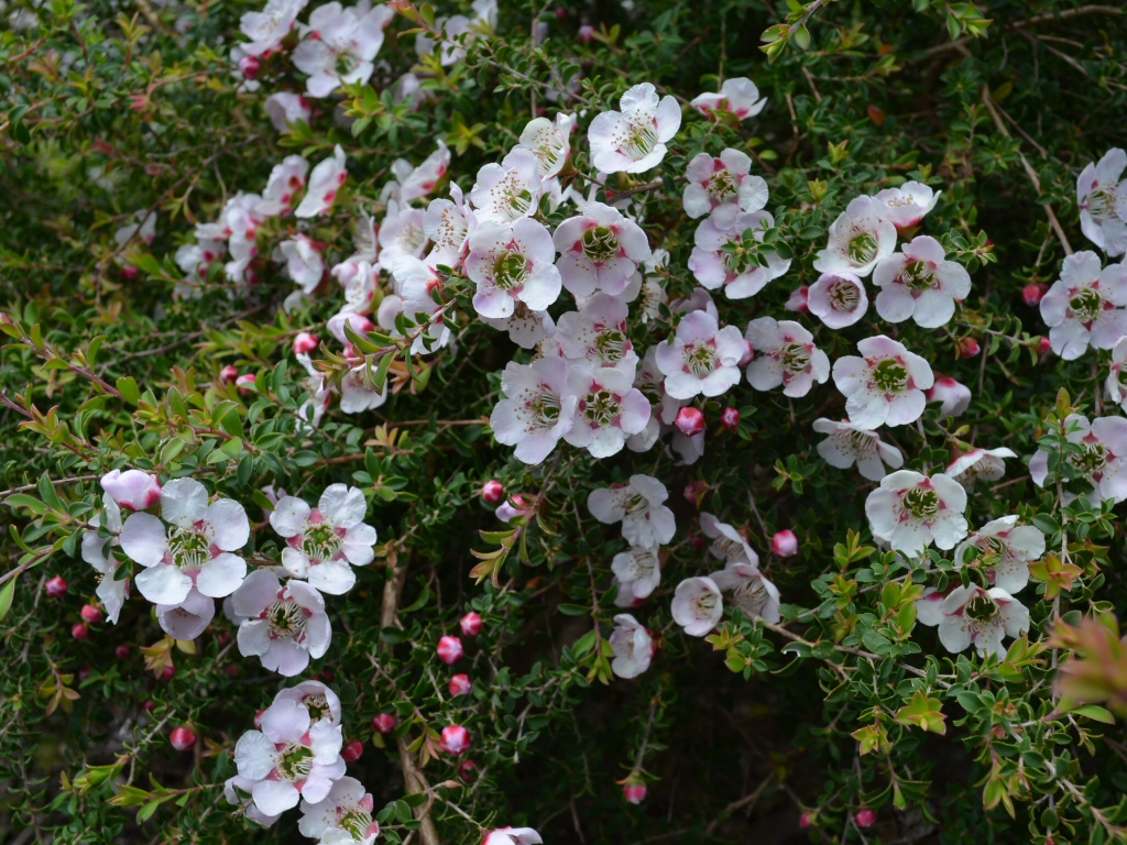 Leptospermum 'Cherish' is an australian native , good for cut flowers