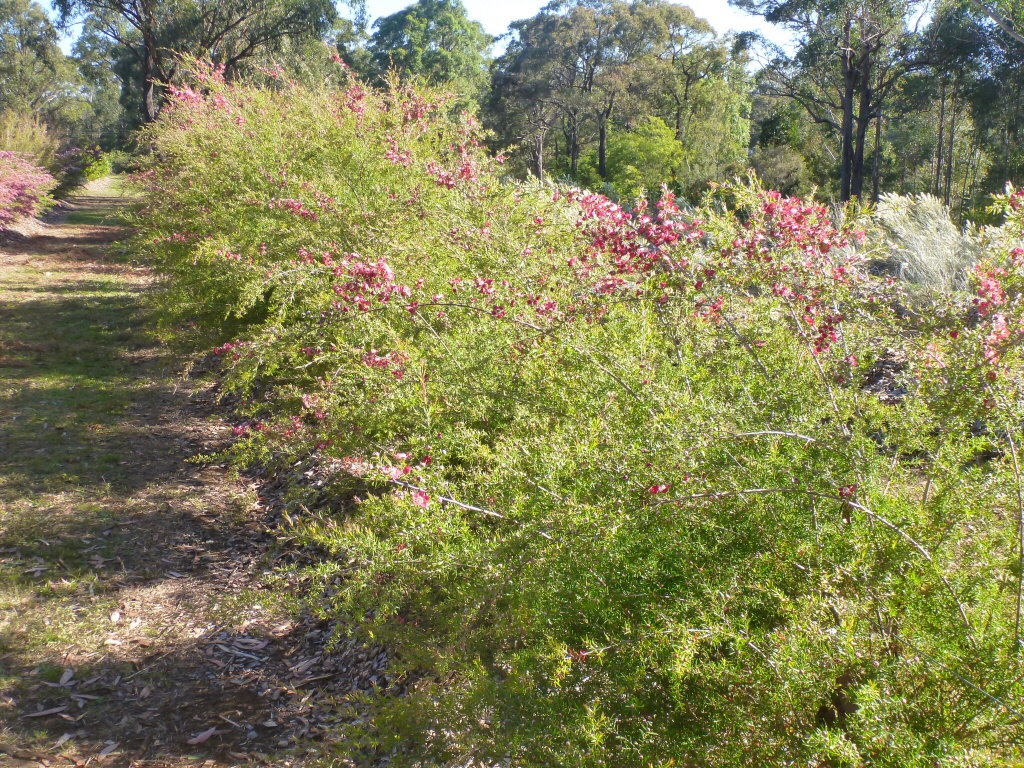 Leptospermum hybrid tea-tree 'Outrageous'