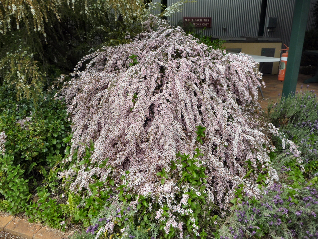 leptospermum hybrid tea-tree cultivar pink cascade