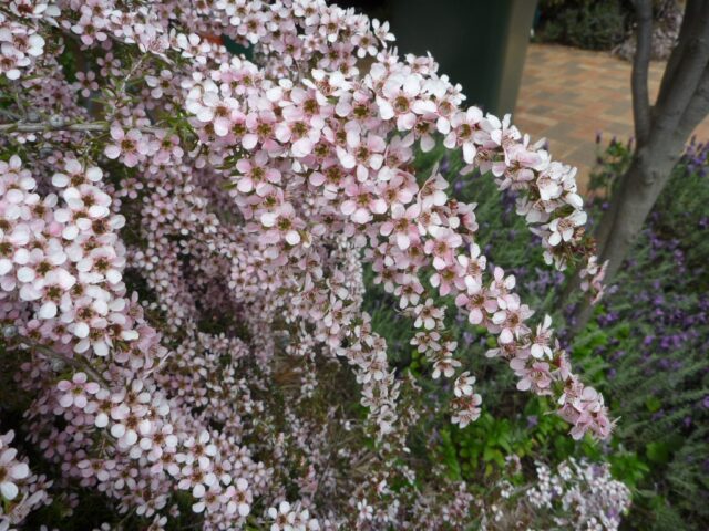 leptospermum hybrid tea-tree cultivar pink cascade