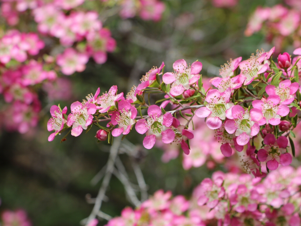Leptospermum hybrid tea tree 'Tickled Pink'