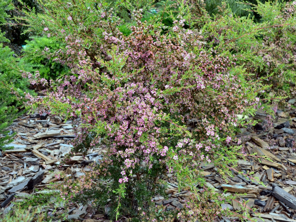Leptospermum 'Tickled Pink' is an australian plant good for cut flowers and hedging