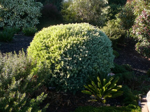 Leptospermum laevigatum tea tree 'Foreshore'