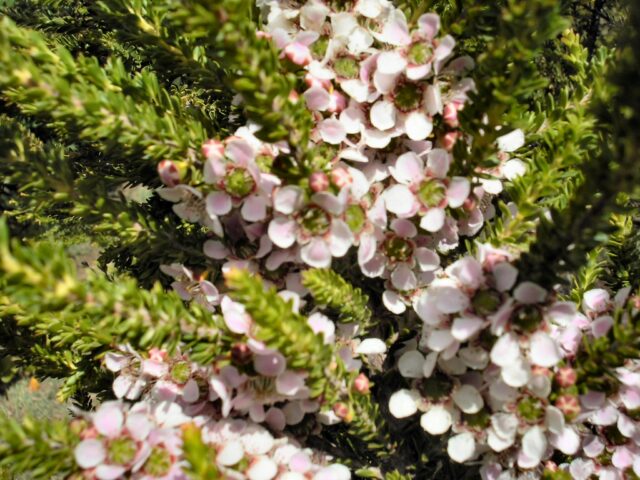 Leptospermum liversidgei tea-tree 'Mozzie Blocker'