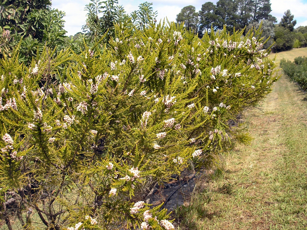 Leptospermum liversidgei tea-tree 'Mozzie Blocker'