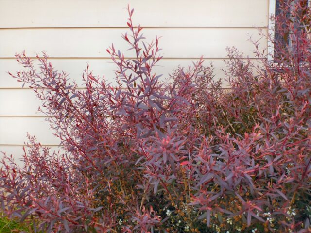 Leptospermum morrisonii tea-tree 'Burgundy'