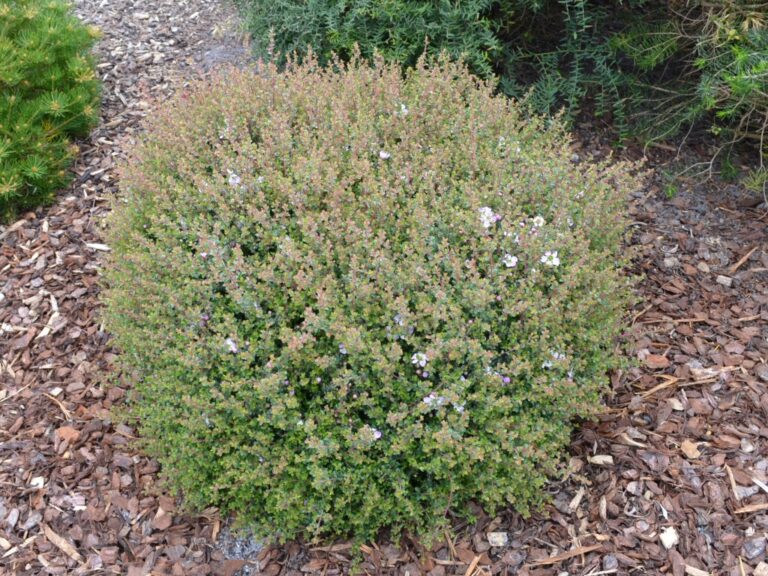 Leptospermum rotundifolium ‘Bobbles’ – Tea Tree | Gardening With Angus