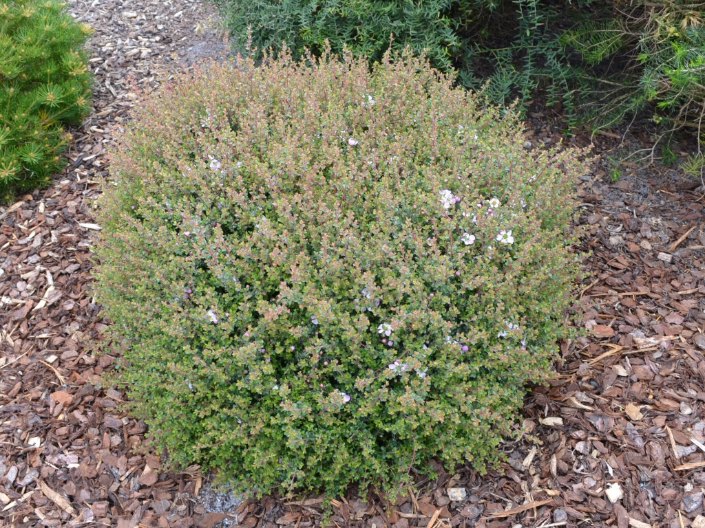 Leptospermum rotundifolium tea tree 'Bobbles'