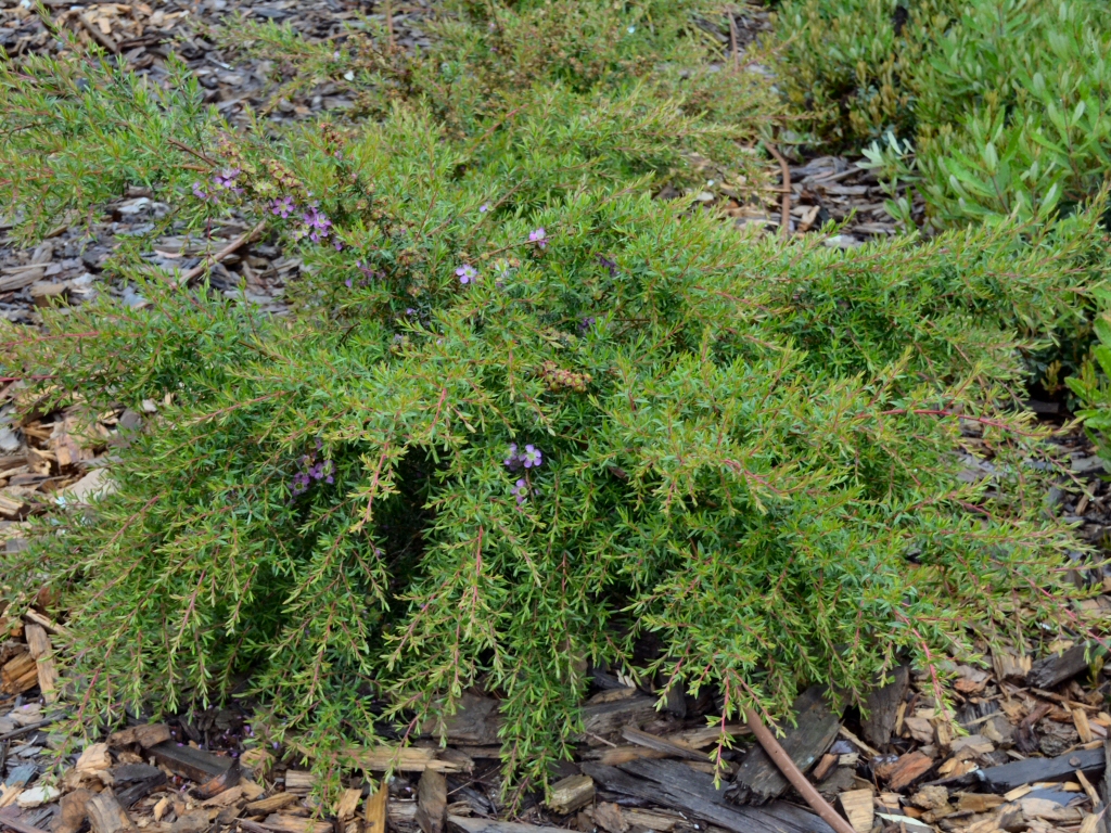 Leptospermum scoparium x manuka tea-tree 'Pageant'