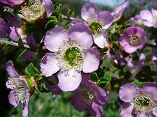 Leptospermum rotundifolium tea tree 'Lavender Queen'