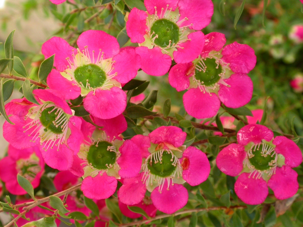 Leptospermum tea-tree 'Lipstick'