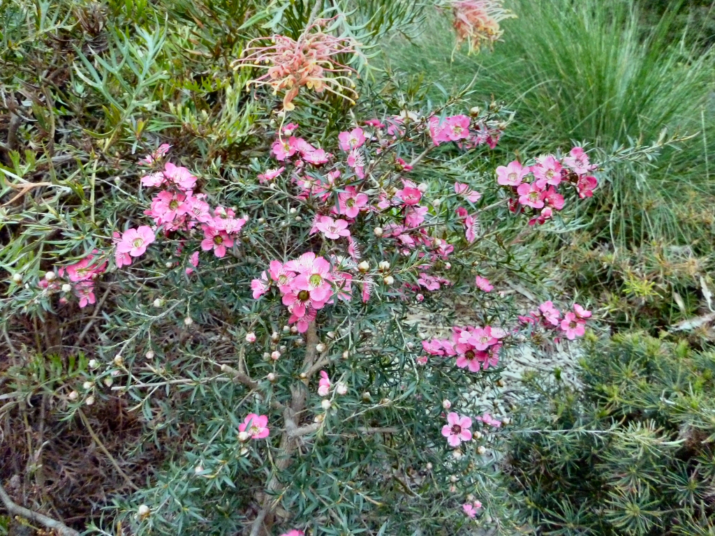 Leptospermum ‘Merinda’ Tea Tree | Gardening With Angus