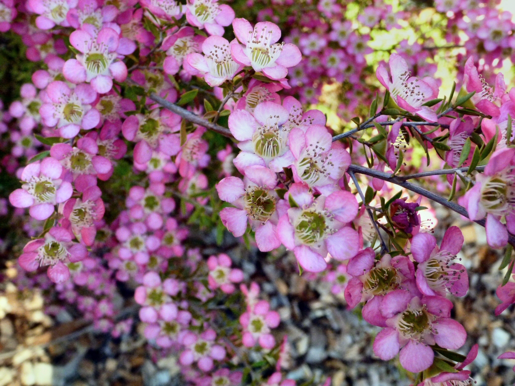Leptospermum tea-tree 'Tickled Pink'