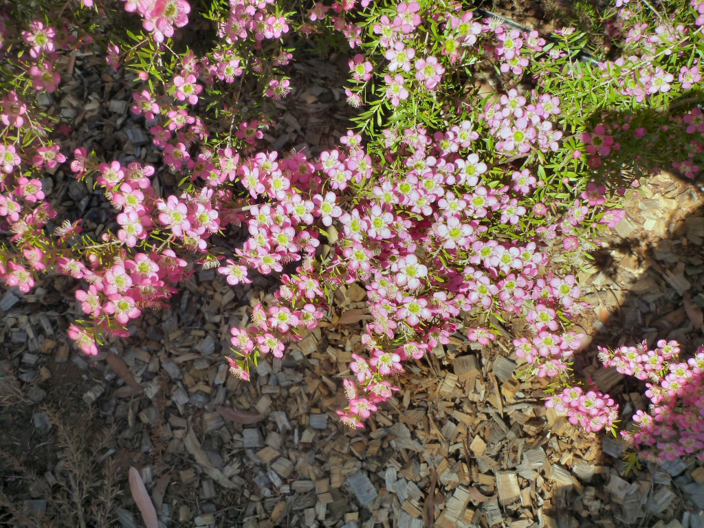 Leptospermum ‘Tickled Pink’ Tea Tree | Gardening With Angus