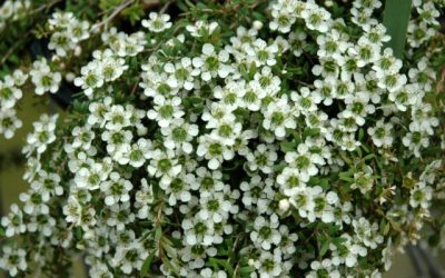 Leptospermum ‘Vertical Drop’ video