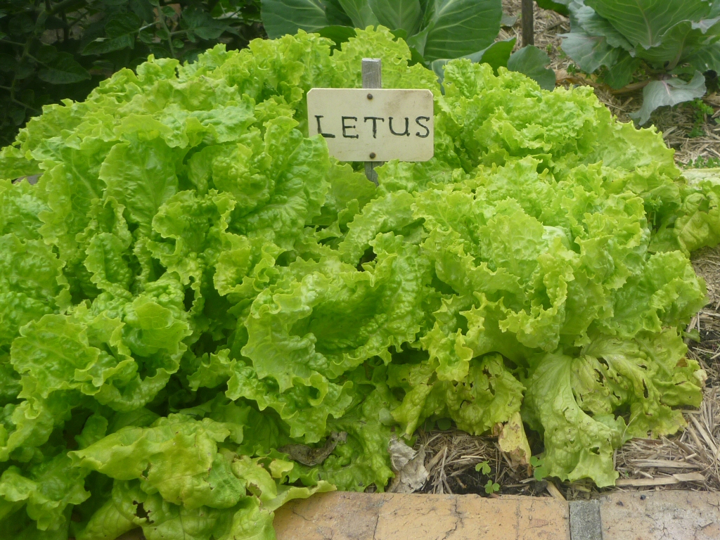 lettuce from a french potager garden