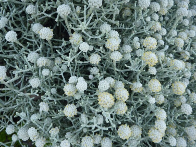 Leucophyta brownii Cushion Bush Gardening With Angus