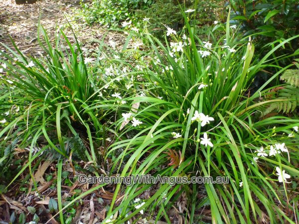 Libertia paniculata - branching grass flag