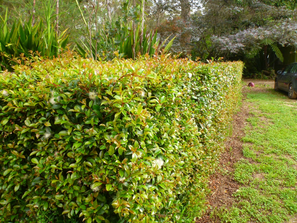 All About Hedges