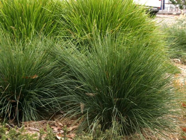 Lomandra confertifolia ssp rubiginosa ‘Mist’ | Gardening With Angus