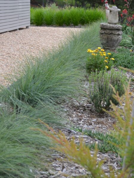 Lomandra confertifolia ssp rubiginosa ‘Mist’ | Gardening With Angus