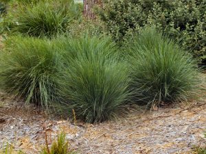 Lomandra confertifolia ssp rubiginosa ‘Mist’ | Gardening With Angus