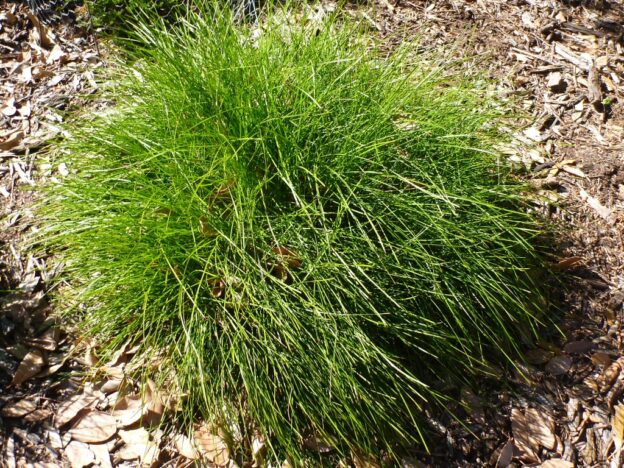 Lomandra confertifolia ‘Little Con’ – Mat Rush | Gardening With Angus