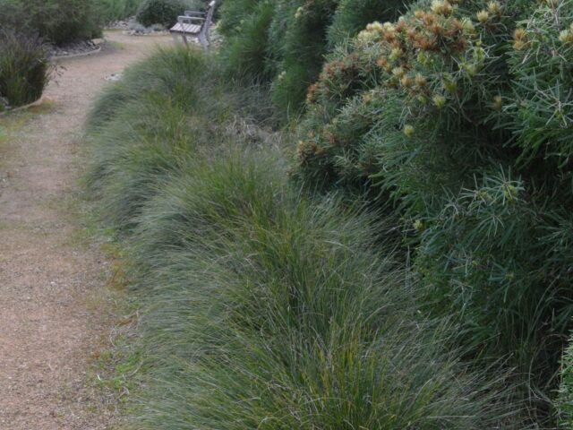 Lomandra confertifolia 'Seascape'