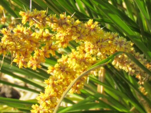 Lomandra longifolia 'Dalliance' is a hardy easy care plant