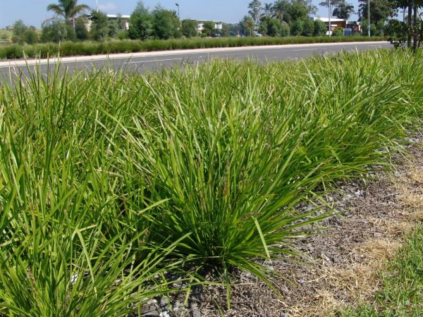 Lomandra longifolia ‘Katrinus’ – Mat Rush | Gardening With Angus