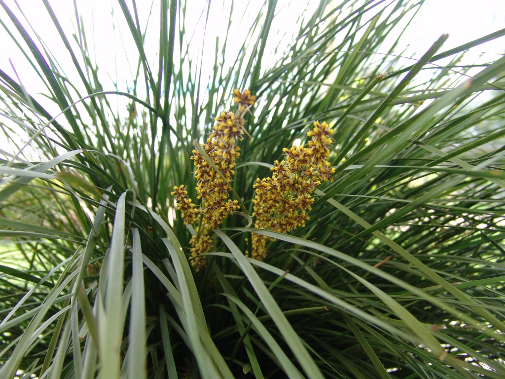 Lomandra longifolia flax-lily 'Nyalla'