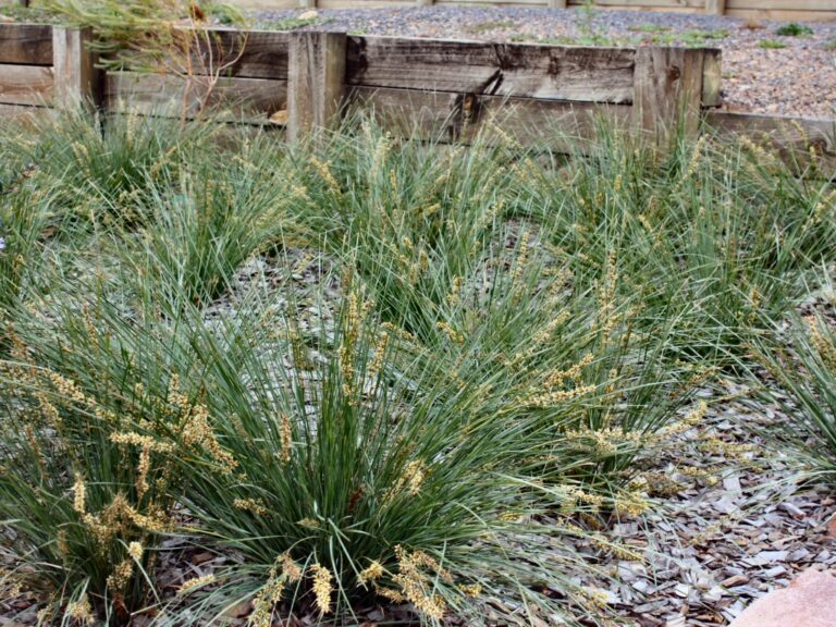 Lomandra fluviatilis ‘Shara’ – Mat Rush | Gardening With Angus