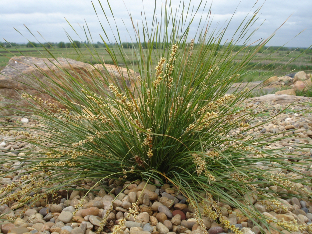 Lomandra fluviatilis flax-lily 'Shara'