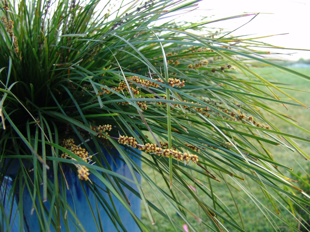 Lomandra longifolia flax-lily 'Tanika'